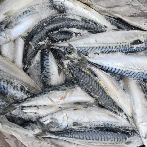 Box Fish Mackrell